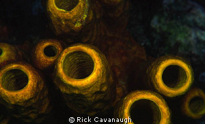 yellow tube sponges at night taken with fugi velvia film. by Rick Cavanaugh 